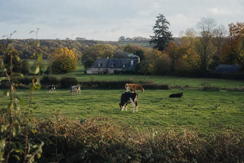 Bocage normand avec haies, vaches, verger et ferme à colombages
