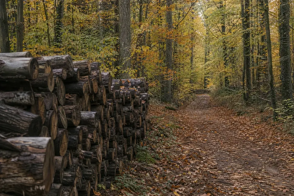 Lisière d'une forêt de hêtres et de chênes avec un tas de bûches le long d'un chemin