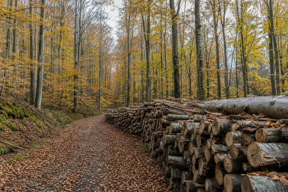 Grande hêtraie en automne, avec une pile de grumes de hêtre le long d'un chemin forestier