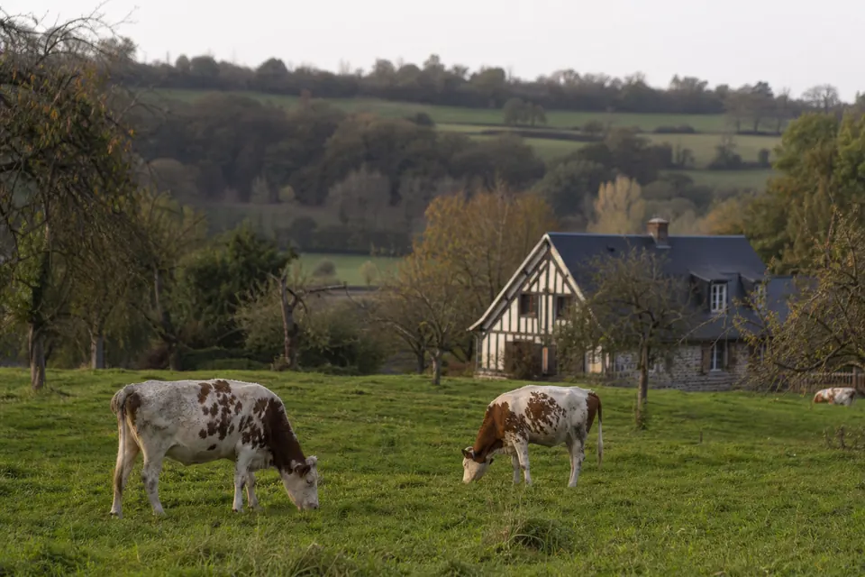 Campagne vallonnée du Lieuvin avec des vergers, des vaches et une ferme à colombages